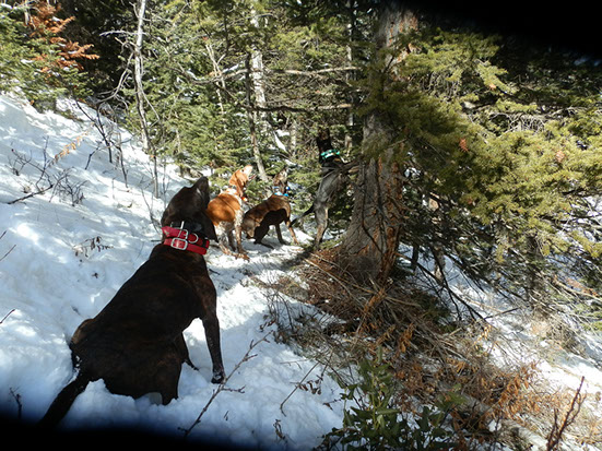SilverCreek Hunting, dogs barking up the tree for the hunters to find the lion