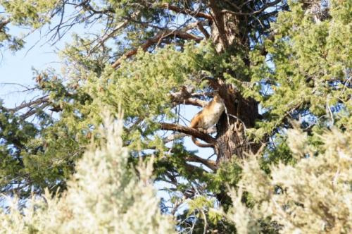 SilverCreek Hunting, different locations for large cats. Hunting for large mountain lions in the mountains