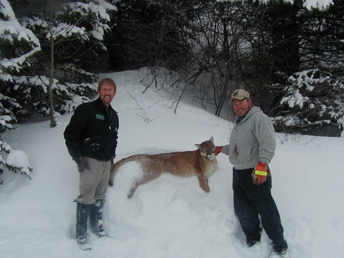 SilverCreek Hunting, Hunting for Mountain lions int he winter and through the trees