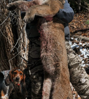 SilverCreek Hunting, Hunting for Mountain lions int he winter and through the trees