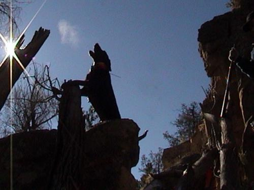 SilverCreek Hunting, Hunting for Mountain lions. Hunting dogs found the cat and are signalling for the hunters 