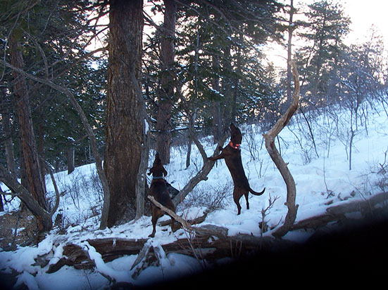 SilverCreek Hunting, Hunting for Mountain lions. Hunting dogs found the cat and are signalling for the hunters 