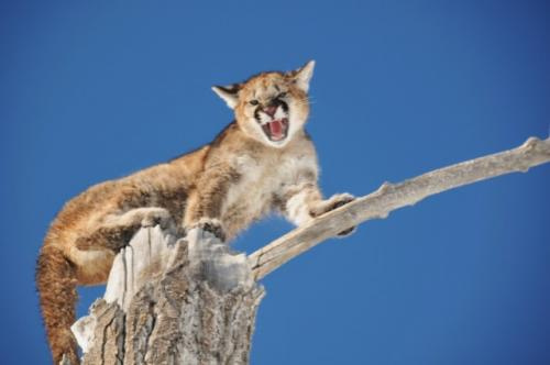 SilverCreek Hunting, Large mountain lion Hunting with camping gear for extended stay in the woods 