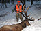 SilverCreek Hunting, Elk hunting for large bull or elk. Bull with large rack in winter.