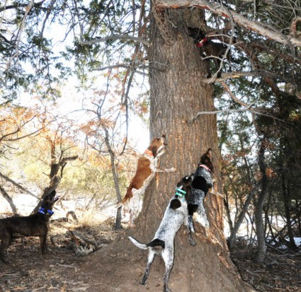 SilverCreek Hunting, before the lion was killed the hunting dogs had found it in the tree 