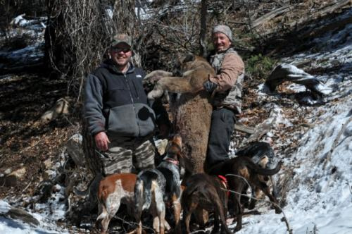 SilverCreek Hunting, mountain lion hunting before and after hunt with large cat in the trees 