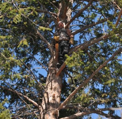 SilverCreek Hunting, mountain lion hunting before and after hunt with large cat in the trees 