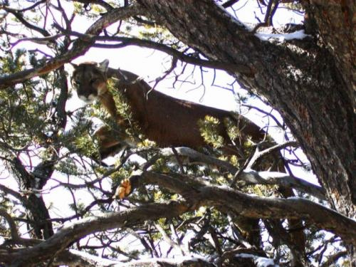 SilverCreek Hunting, Mountain lion and big cat hunting with the cat in the tree before the kill 