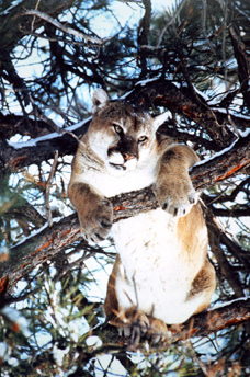 SilverCreek Hunting, Mountain lion and big cat hunting with the cat in the tree before the kill 