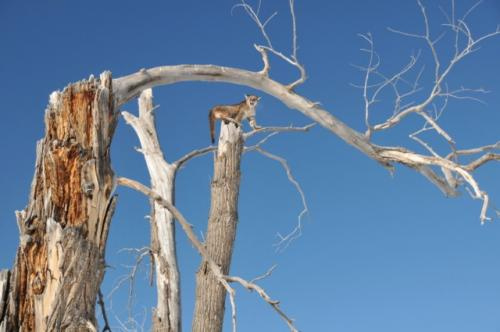 SilverCreek Hunting, Mountain lion and big cat hunting with the cat in the tree before the kill 
