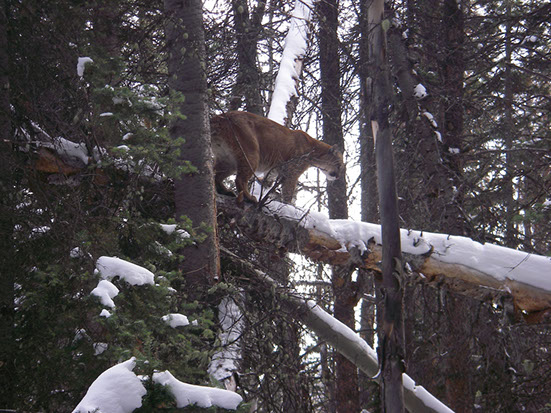 SilverCreek Hunting, Mountain lion and big cat hunting with the cat in the tree before the kill 