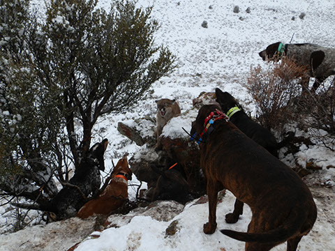 Silver Creek Hunting, Hunting for a mountain lion in the trees