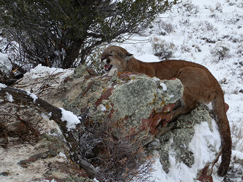 Silver Creek Hunting, Hunting for a mountain lion in the trees