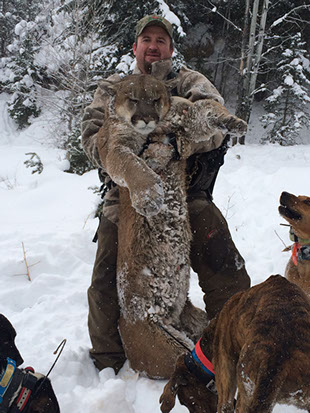 Silver Creek Hunting, Hunting for a mountain lion in the trees
